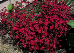 Dianthus deltoides confetti deep red / Mezei szegfű piros
